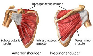 rotator-cuff-muscles